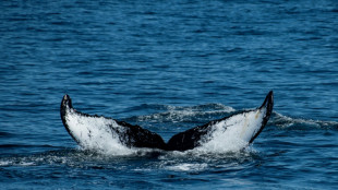 La excepcional traves&iacute;a de dos ballenas entre Brasil y Australia
