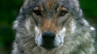 Landwirtschaftsminister Rainer kündigt "klare" Regeln für Wolfsabschüsse an 