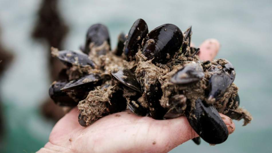 Belgium flexes its new locally sourced mussels
