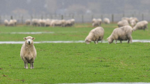 Ausgeb&uuml;xter Schafbock bedient sich an Gurken: Polizeieinsatz in Th&uuml;ringen