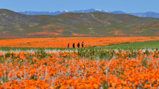 Apr&egrave;s un hiver chagrin, la Californie retrouve son &acirc;me fleur