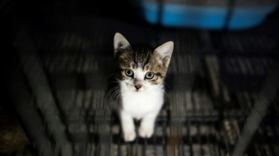 Katzen schalten Staubsauger ein und sorgen f&uuml;r Polizeieinsatz in Bremerhaven
