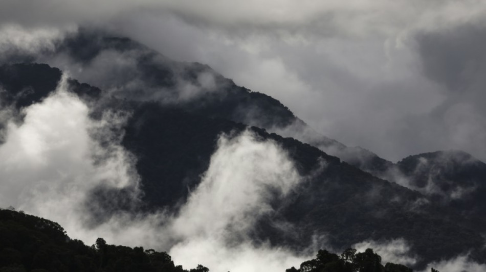 Bosques tropicales en Australia dejaron de absorber más carbono del que emiten