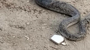 Paura a scuola in Egitto, un cobra trovato in un'aula di un istituto elementare