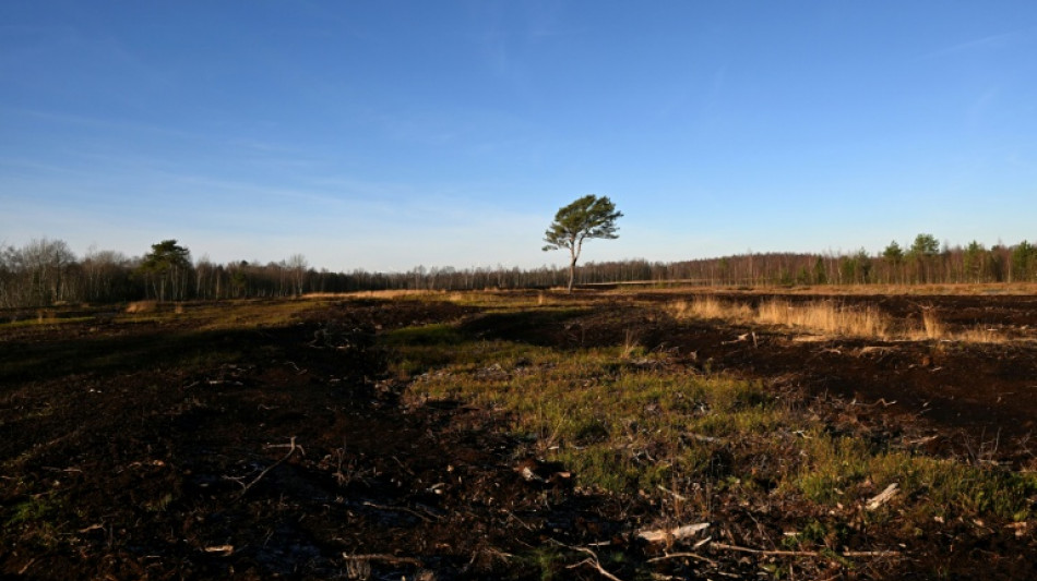 Ziel sind 90.000 Hektar: F&ouml;rderprogramm f&uuml;r Wiedervern&auml;ssung von Mooren angek&uuml;ndigt