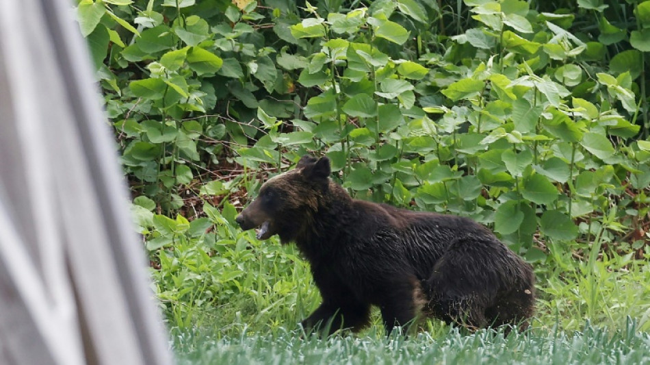 Japon: un ours "extr&ecirc;mement intelligent" recherch&eacute; apr&egrave;s avoir bless&eacute; quatre personnes