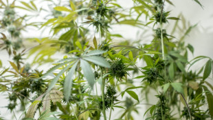 Cannabisplantage in Bochum entdeckt - sechs M&auml;nner in Haft