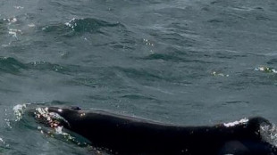 Dopo 2 anni 2 orche tornano a caccia di squali in Sudafrica