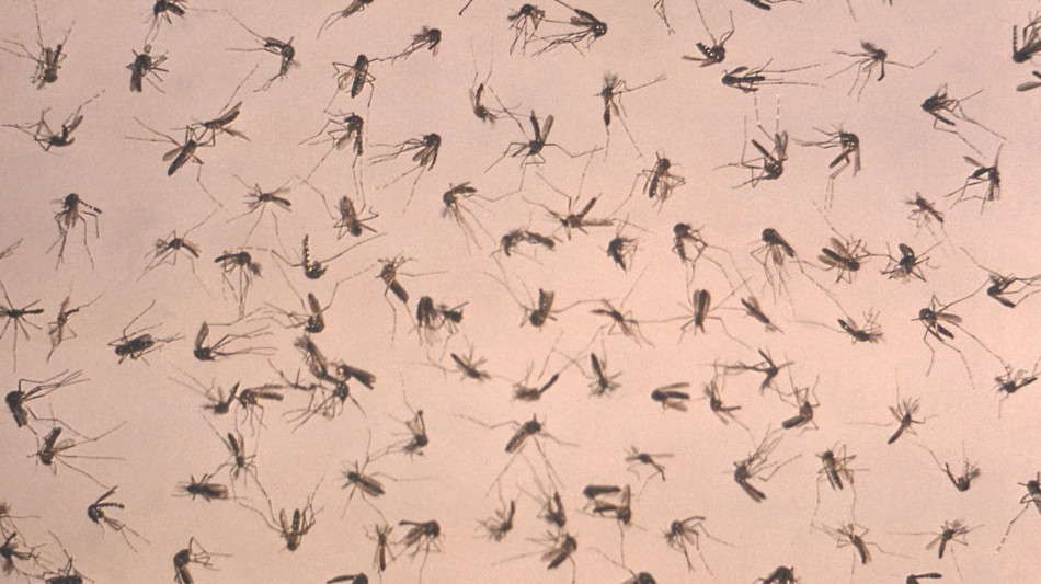 Altri due morti per West Nile in Campania e nel Lazio