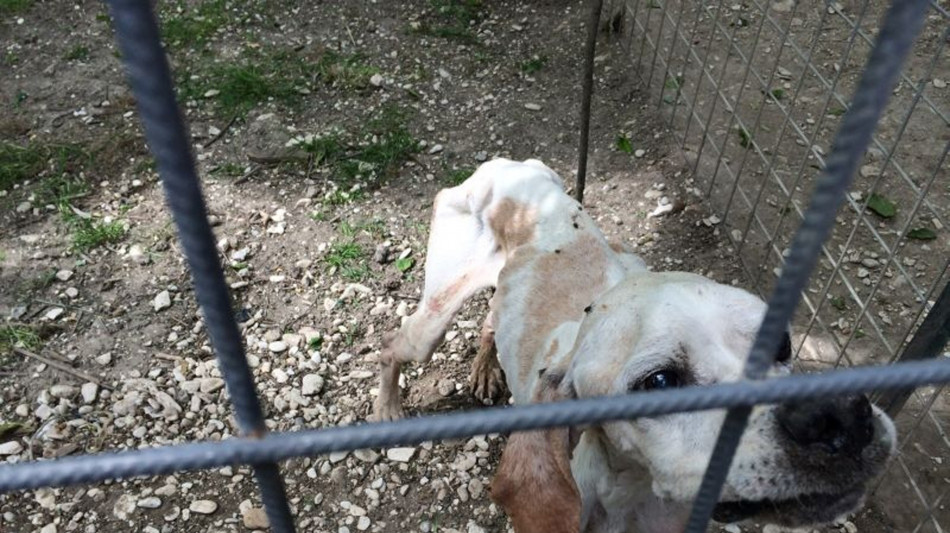 Enpa, da gennaio 3.441 procedimenti maltrattamento animali
