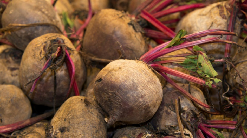 Betterave: nouvelle d&eacute;rogation valid&eacute;e pour les n&eacute;onicotino&iuml;des