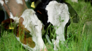Foodwatch fordert Verbot der Anbindehaltung bei K&uuml;hen und Bullen