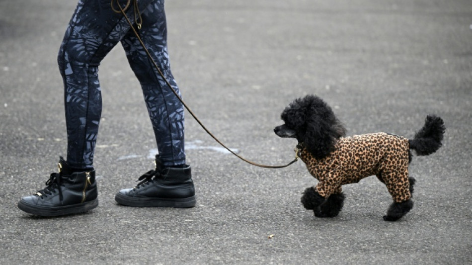 Tierschützer raten zu Hundemänteln: Oftmals mehr als "modisches Accessoire"
