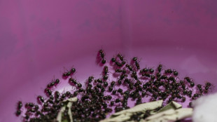 Two men in Kenyan court for ant-smuggling