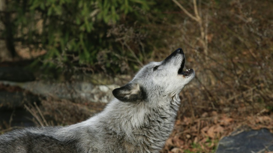 Les loups à nouveau protégés aux Etats-Unis
