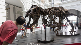 Sempre più T-rex in mano ai privati, paleontologi in difficoltà