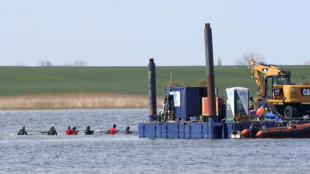 Transport in Richtung Nordsee geplant: Buckelwal in Frachtkahn geschwommen