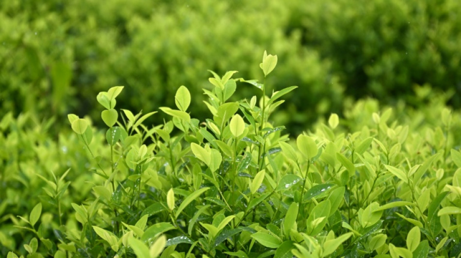 La ONU propone a Colombia una nueva medici&oacute;n sobre la coca&iacute;na tras la descertificaci&oacute;n de EEUU