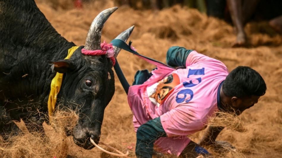 Risking death, Indians mess with the bull at annual festival
