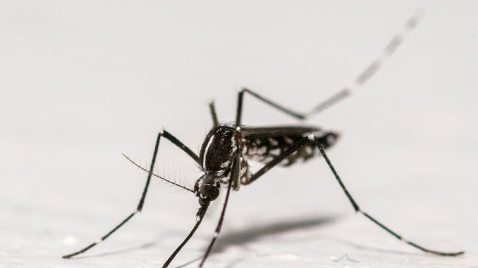 Chikungunya: la hausse des cas autochtones ralentit dans l'Hexagone