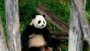 Con cierto pesar, los pandas del zoo de Washington ser&aacute;n devueltos a China
