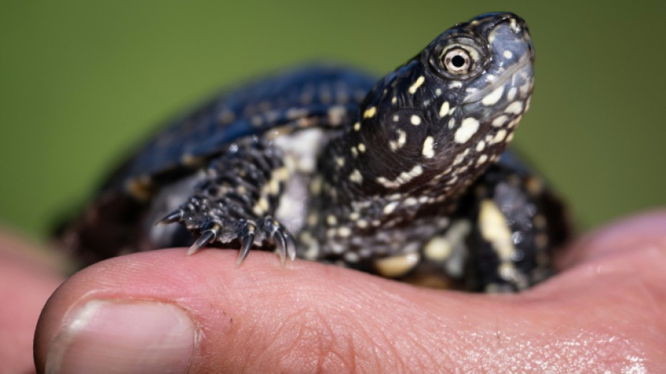 Aux abords du Rhin, la d&eacute;licate r&eacute;introduction de tortues d'eau