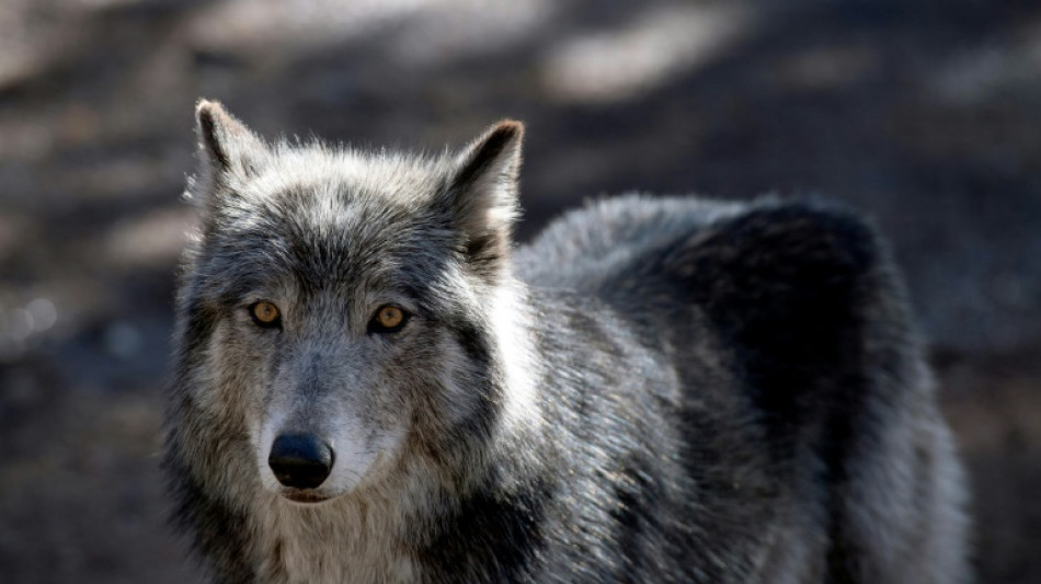 Le nouveau "plan loup" d&eacute;cri&eacute; par les &eacute;cologistes et les &eacute;leveurs