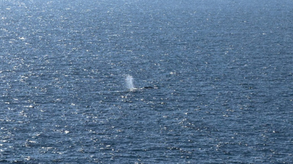 "Timmy", la baleine &eacute;chou&eacute;e retrouv&eacute;e morte au Danemark, d&eacute;plac&eacute;e jeudi
