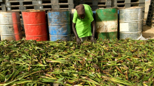 Au Soudan du Sud, cuisiner gr&acirc;ce &agrave; une mauvaise herbe