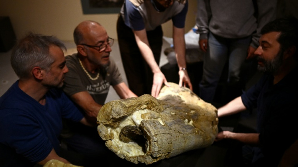 Dinosaures: les os g&eacute;ants d'un camarasaure expos&eacute;s pour la premi&egrave;re fois &agrave; Angoul&ecirc;me