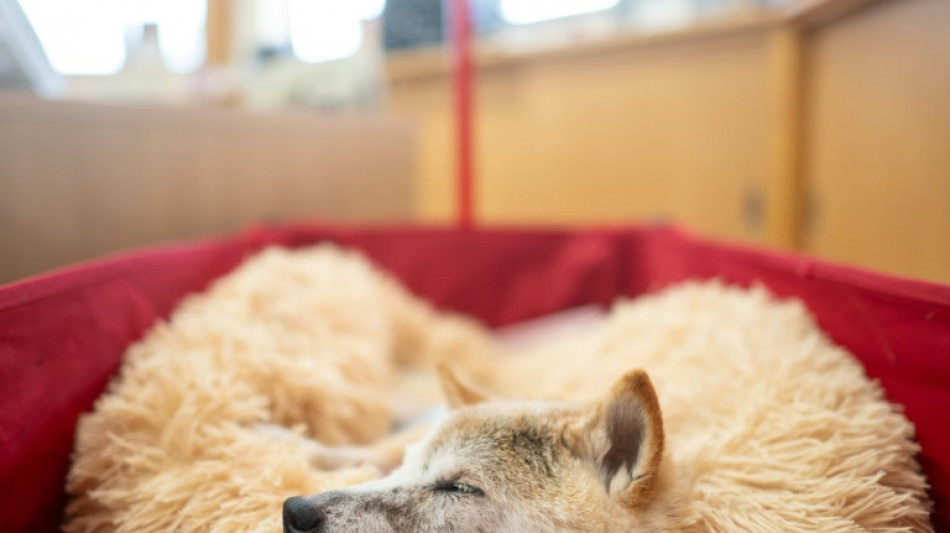 D&eacute;c&egrave;s de la chienne &agrave; l'origine du ph&eacute;nom&egrave;ne internet du "Doge" et du dogecoin