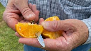 USA: le prix du jus d'orange s'enflamme, craintes d'une r&eacute;colte amput&eacute;e par l'ouragan Ian