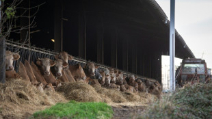 Dermatose: les syndicats proposent un protocole expérimental, nouveau cas dans les Hautes-Pyrénées