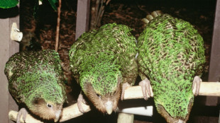 Nouvelle-Z&eacute;lande: le kakapo, perroquet en danger, recommence &agrave; se reproduire apr&egrave;s 4 ans