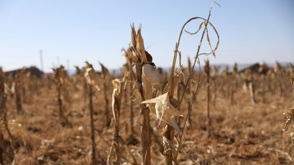 Au royaume du Lesotho, la s&eacute;cheresse an&eacute;antit les petits paysans