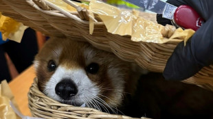 Tailandia encuentra un panda rojo destinado al tr&aacute;fico ilegal y detiene a seis indios