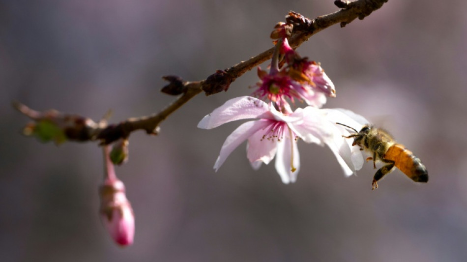 EU-Kommission will bestimmte Pestizide zeitlich unbegrenzt zulassen