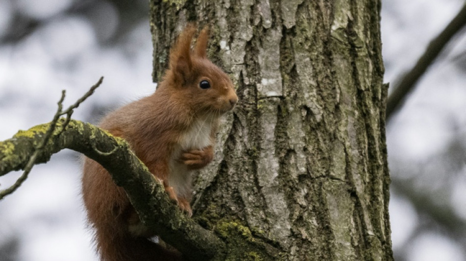 Eichh&ouml;rnchen ist Gartentier des Jahres 2026