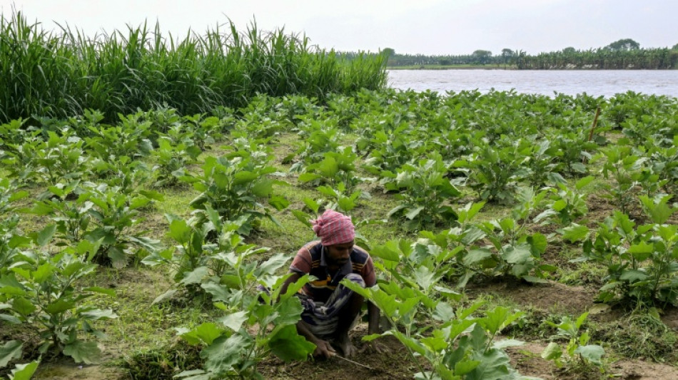 Dans les villages du Bangladesh, le retour de la grande peur des serpents
