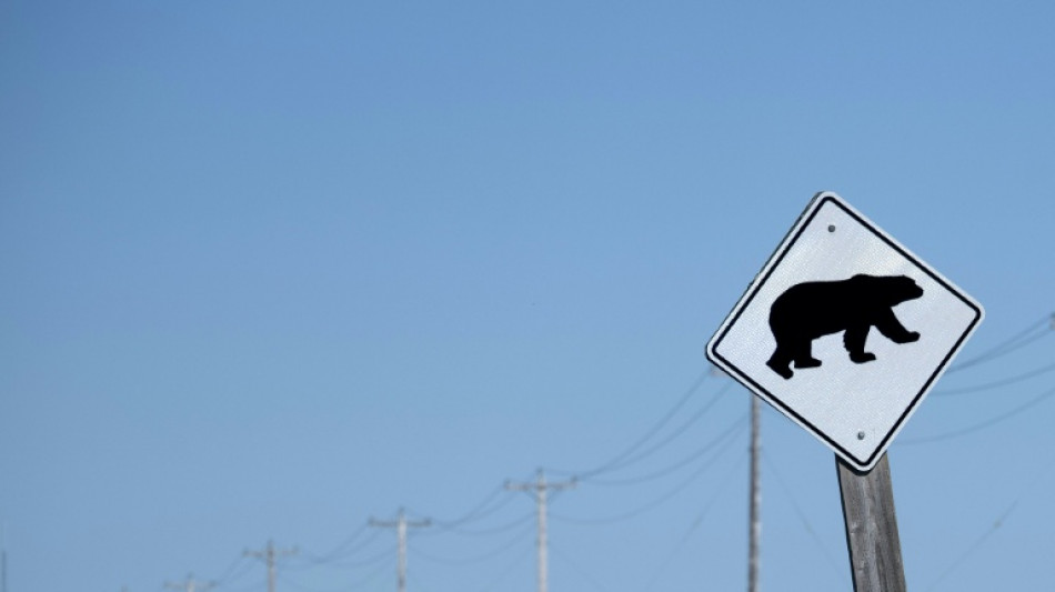 Canadá busca a oso que atacó a grupo escolar y dejó dos heridos graves