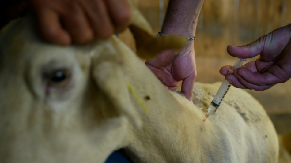 Fi&egrave;vre catarrhale ovine: la vaccination "bien" partie mais avec des retards
