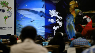 Espèces menacées: décision sur le sort des requins requiem et requins-marteaux