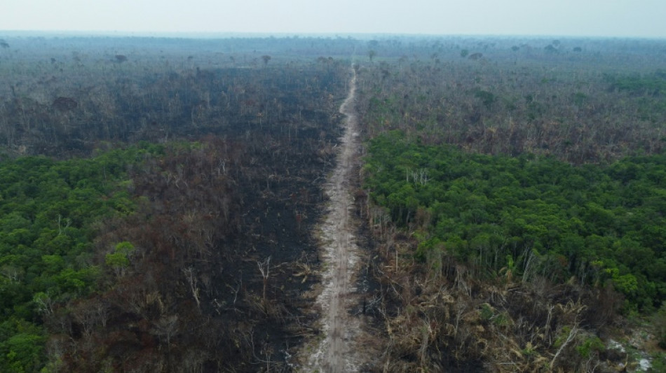 Le Parlement europ&eacute;en adopte une loi contre la d&eacute;forestation