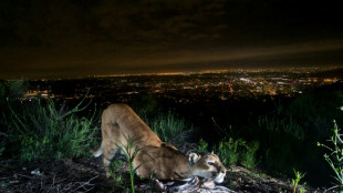 Los pumas de Los &Aacute;ngeles amenazados por incendios forestales cada vez m&aacute;s frecuentes
