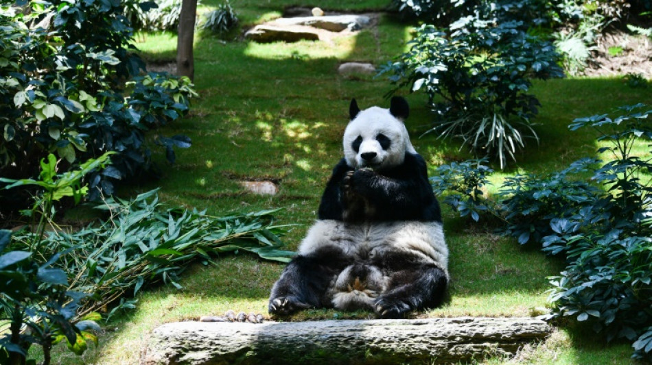 El panda macho m&aacute;s longevo en cautividad muere a los 35 a&ntilde;os en Hong Kong