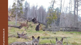 Nel 2024 in Trentino sono nati almeno 26 piccoli di orso
