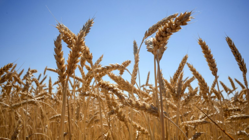 Guerre en Ukraine: les prix alimentaires mondiaux atteignent un niveau jamais enregistr&eacute;
