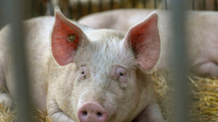 EU-Zolle auf E-Autos: China droht mit Ma&szlig;nahmen bei Schweineimporten