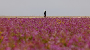 El extraordinario espect&aacute;culo de un desierto lleno de flores moradas en Arabia Saudita