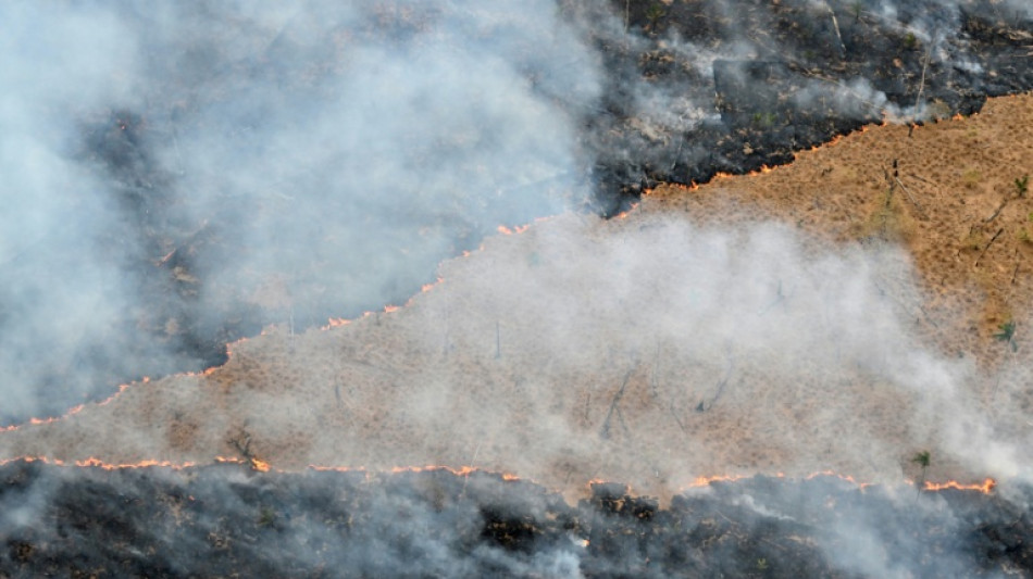 Global goal to end deforestation nowhere near being met: experts